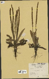 spécimen de Plantago berroi