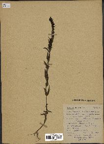 spécimen de Odontites vernus