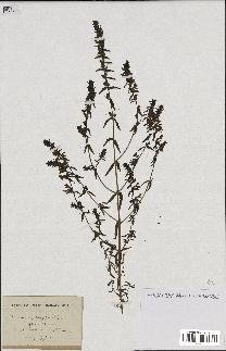 spécimen de Odontites vernus