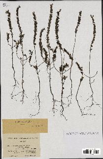 spécimen de Odontites vernus