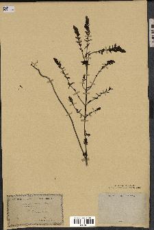 spécimen de Odontites vernus