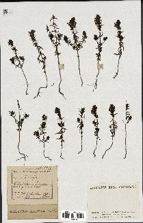 spécimen de Odontites vernus