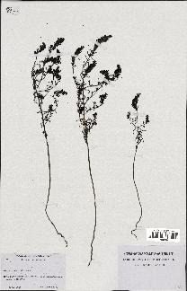 spécimen de Odontites vernus