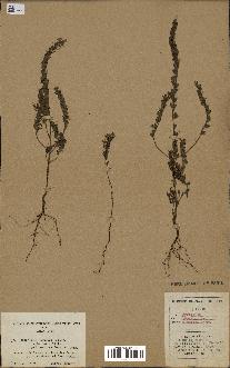 spécimen de Odontites vernus