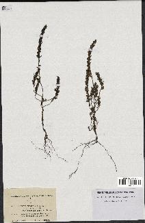 spécimen de Odontites vernus