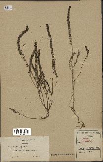 spécimen de Odontites vernus