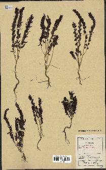 spécimen de Odontites vernus