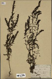 spécimen de Odontites vernus