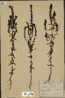 spécimen de Odontites vernus