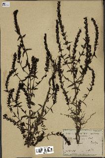 spécimen de Odontites vernus