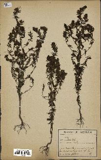 spécimen de Odontites vernus