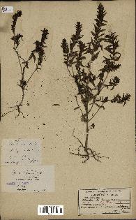 spécimen de Odontites vernus