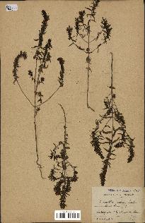 spécimen de Odontites vernus