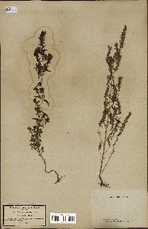 spécimen de Odontites vernus