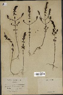 spécimen de Odontites vernus