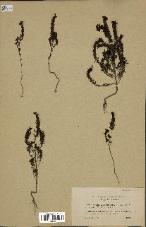 spécimen de Odontites vernus