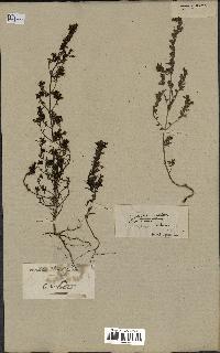 spécimen de Odontites vernus