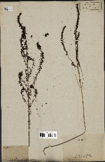 spécimen de Odontites vernus