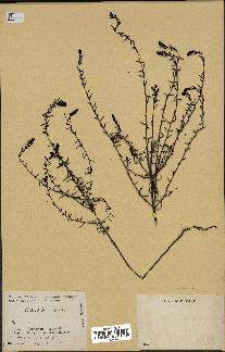 spécimen de Odontites vernus