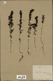 spécimen de Odontites vernus