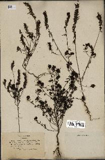 spécimen de Odontites vulgaris