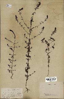 spécimen de Odontites vulgaris