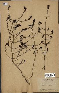 spécimen de Odontites vulgaris