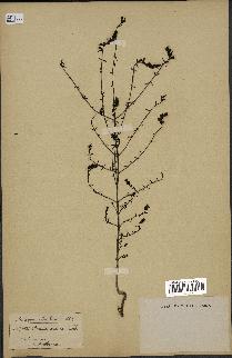 spécimen de Odontites vulgaris