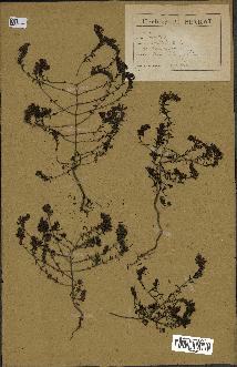 spécimen de Odontites vulgaris