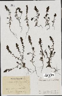 spécimen de Odontites vulgaris