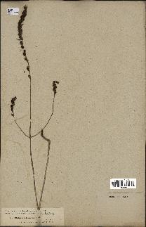 spécimen de Odontites vulgaris