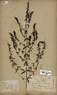 spécimen de Odontites vulgaris