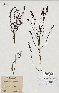 spécimen de Odontites vulgaris