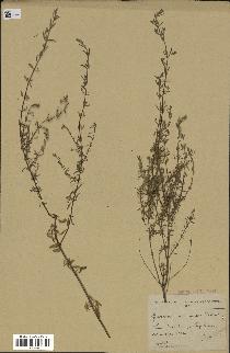 spécimen de Micromeria macrosiphon