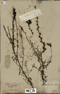 spécimen de Antirrhinum barrelieri