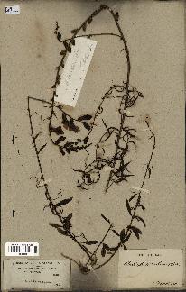 spécimen de Antirrhinum barrelieri