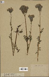 spécimen de Phacelia tanacetifolia