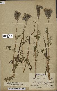 spécimen de Phacelia tanacetifolia