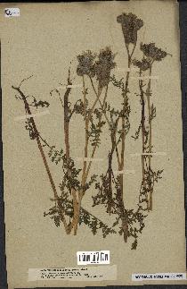 spécimen de Phacelia tanacetifolia