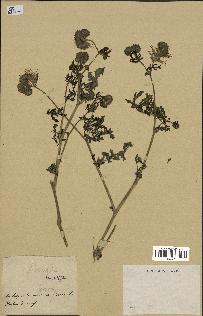 spécimen de Phacelia tanacetifolia