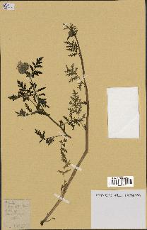 spécimen de Phacelia tanacetifolia