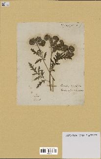 spécimen de Phacelia tanacetifolia