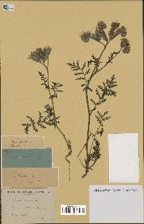 spécimen de Phacelia tanacetifolia