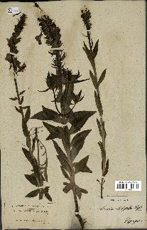 spécimen de Linaria latifolia