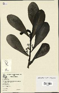 spécimen de Scaevola sericea