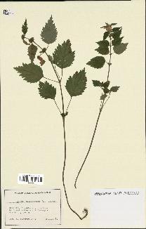 spécimen de Lamium galeobdolon