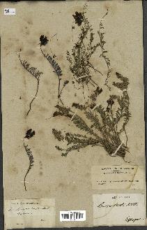 spécimen de Linaria tristis