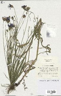 spécimen de Centaurea cyanus