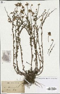 spécimen de Anthemis arvensis