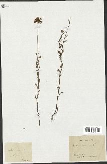 spécimen de Anthemis arvensis